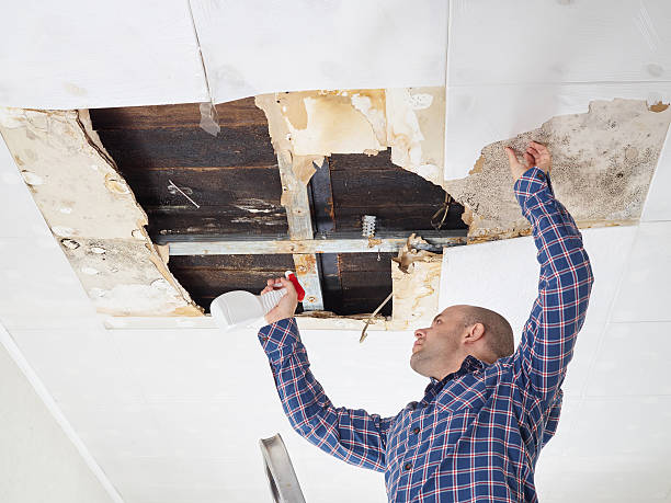 Edgewood, NM Mold Removal Company